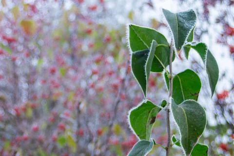 Frosty pattern on green leaves Stock Photos