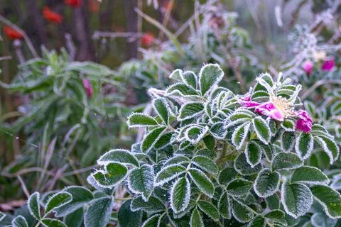 Frosty pattern on green leaves Stock Photos
