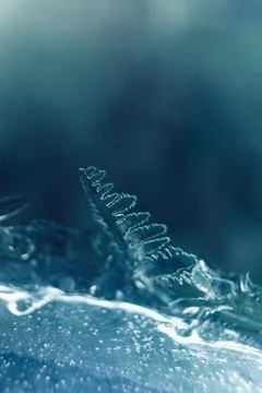 Frosty pattern in nature. Texture of ice and water. Stock Photos