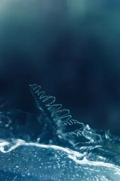 Frosty pattern in nature. Texture of ice and water. Stock Photos
