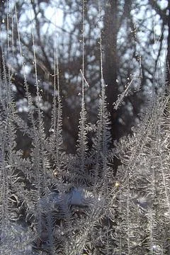 Frosty pattern on the window in winter (dendrites). Stock Photos