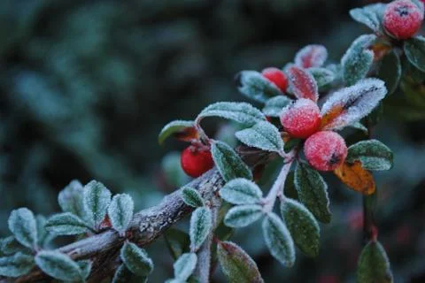 Frosty 库存照片