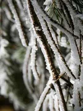 Frosty pine branches with sparkling ice crystals Stock Photos