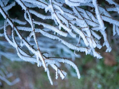 Frosty pine branches with sparkling ice crystals 库存照片