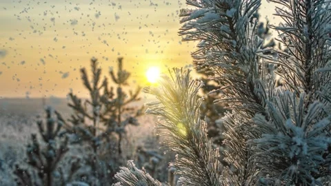 Frosty pine branches at sunset in winter forest Vidéo 345168564