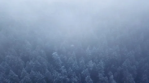 Frosty Pine Forest Stock Footage 128947110
