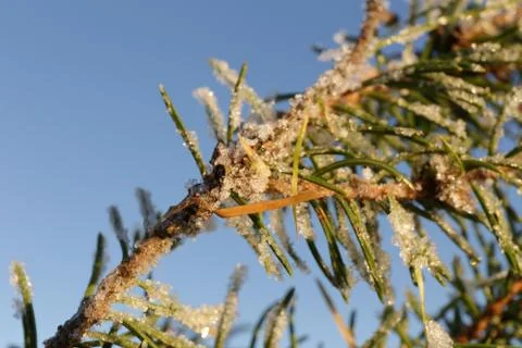 Frosty pine Stock Photos