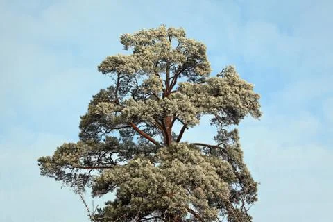 Frosty pine tree Stock Photos