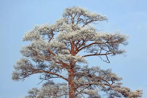 Frosty pine tree Stock Photos