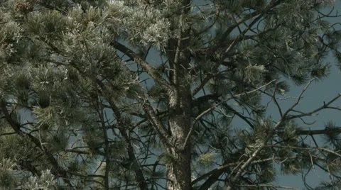 Frosty pine tree tilt Stock Footage 45399690