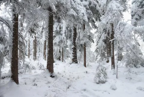 Frosty pine trees on the background of taiga forest and hills under snowy sky. Stock Photos