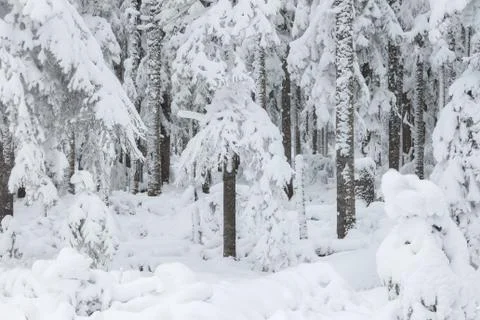Frosty pine trees on the background of taiga forest and hills under snowy sky. Stock-Fotos