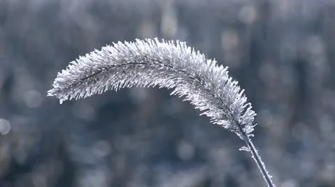 Frosty Plant Close Up Stock Footage 12503182