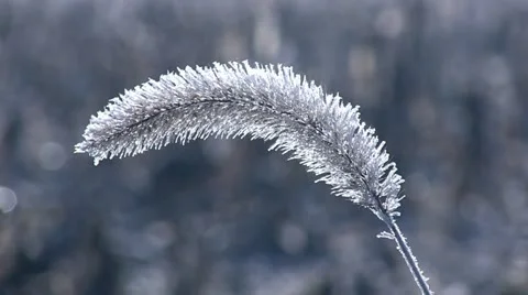 Frosty Plant Close Rack Stock Footage 12503117