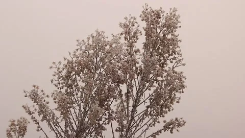 Frosty plant Stock Footage 167071132