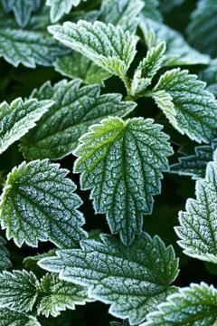Frosty plants Stock Photos