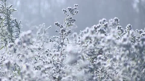 Frosty Plants Rack Stock Footage 12503417