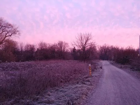 Frosty Purple Forest 库存照片