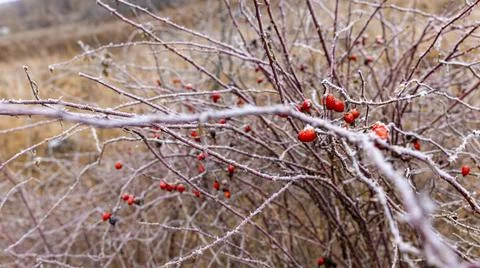 Frosty Red Berries on Bare Branches in a Winter Landscape Captured with Car.. Stock Photos