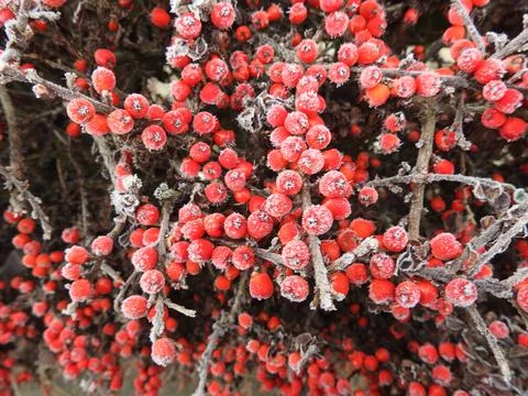 Frosty red berries Stock Photos