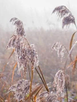 Frosty reed in winter Stock Photos