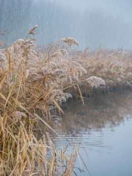 Frosty reed in winter Stock Photos