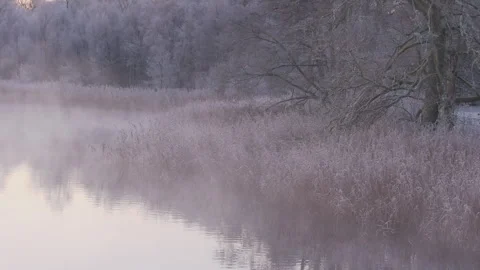 Frosty reeds and trees alongside still lake in Sweden Stock Footage 323071963