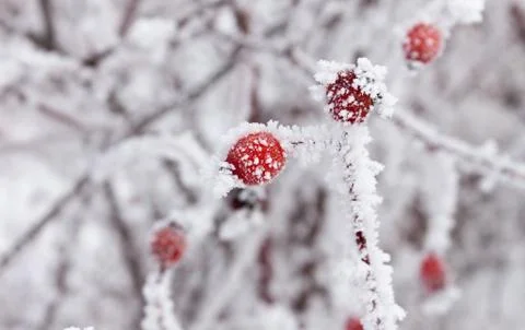 Frosty rosehips close up Stock Photos