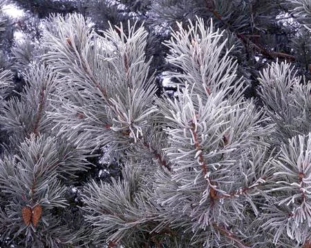 Frosty Scotch Pine Stock Photos