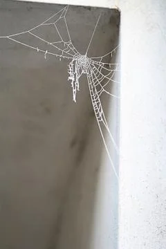 Frosty spider web Stock Photos