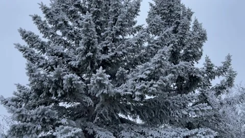 Frosty Spruce Trees Pan Up Stock Footage 144966692