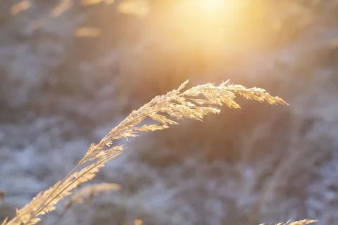 Frosty Sun Foto stock