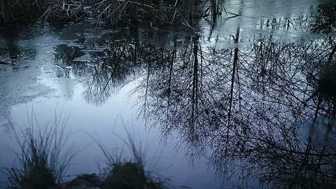 Frosty swamp twilight reflection Stock Footage 83476921