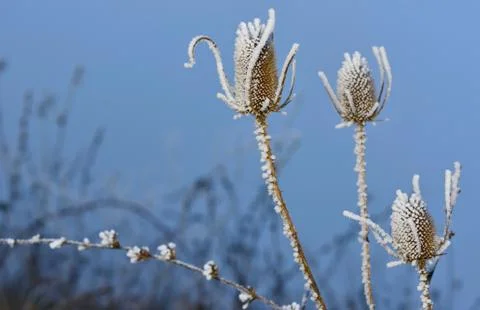 Frosty thistles Stock Photos