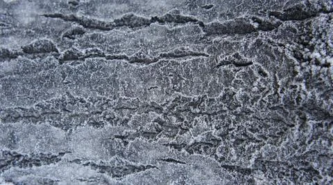 Frosty tree bark, icicles on the tree bark Stock Photos