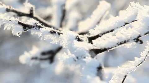 Frosty tree branch Stock Footage 1054423