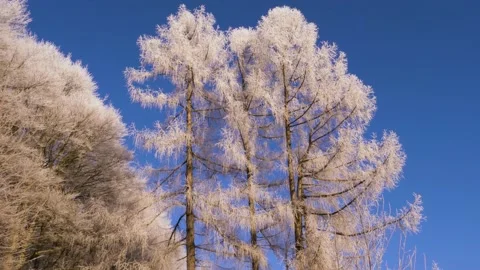 Frosty tree branch with snow in winter on blue sky. Cold weather in the forest. Stock-Footage 150569756