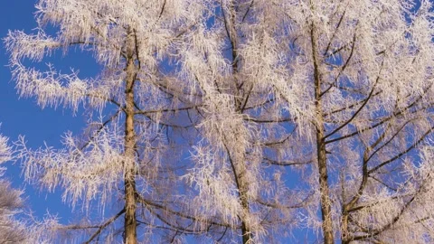 Frosty tree branch with snow in winter on blue sky. Cold weather in the forest. Video stock 150570306