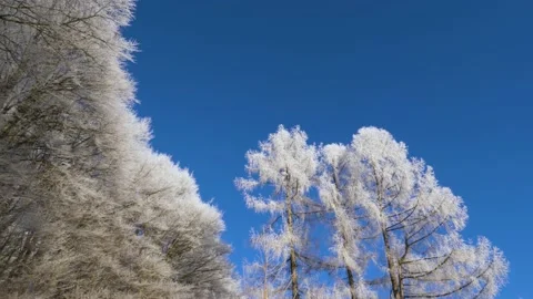 Frosty tree branch with snow in winter on blue sky. Cold weather in the forest. Stock Footage 150570411