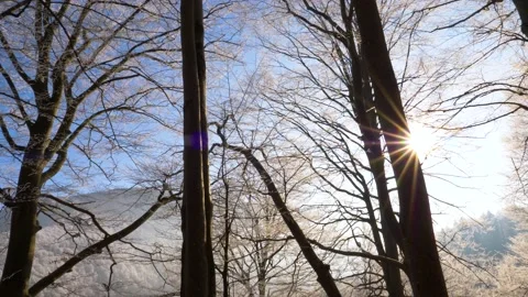 Frosty tree branch with snow in winter on blue sky. Cold weather in the forest. Stock Footage 150570412