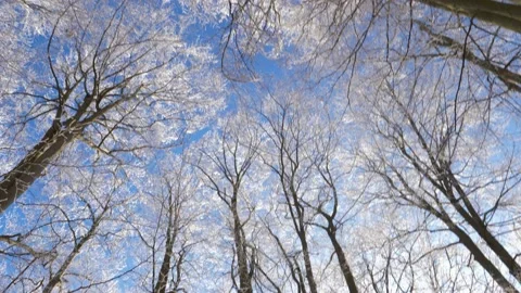Frosty tree branch with snow in winter on blue sky. Cold weather in the forest. 스톡 동영상 150570488