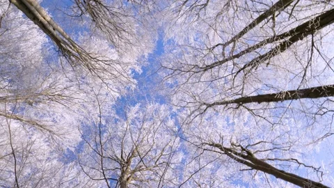 Frosty tree branch with snow in winter on blue sky. Cold weather in the forest. Vídeo Stock 150570533