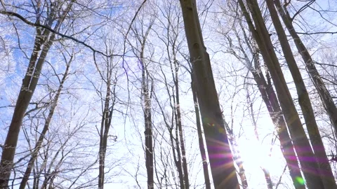 Frosty tree branch with snow in winter on blue sky. Cold weather in the forest. Stock-Footage 150570671