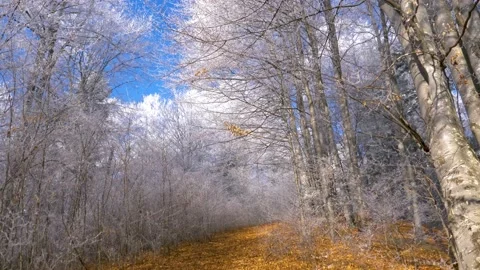 Frosty tree branch with snow in winter on blue sky. Cold weather in the forest. Stock Footage 150570994