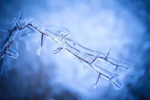 Frosty tree branch in winter 스톡 사진