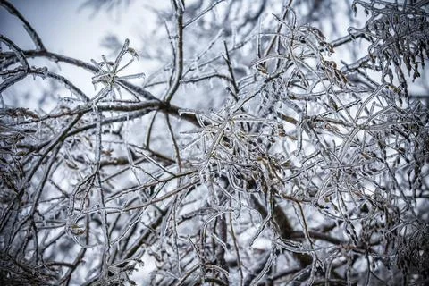 Frosty tree branch in winter Stock-Fotos