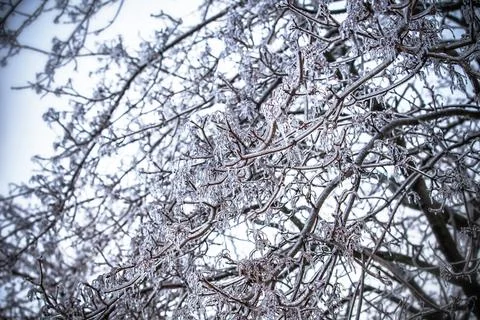 Frosty tree branch in winter Stock-Fotos