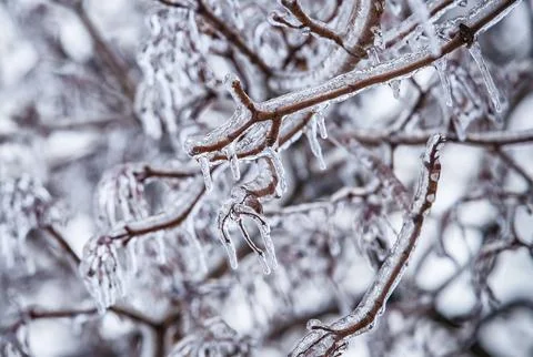 Frosty tree branch in winter 스톡 사진