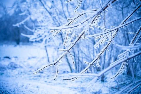 Frosty tree branch in winter 库存照片