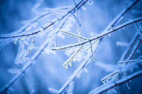 Frosty tree branch in winter 스톡 사진
